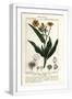 White Frame