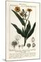 Wood Mount