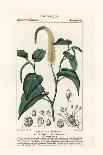 Opium Poppy, Papaver Somniferum, Papavero Officinale-Stanghi Stanghi-Giclee Print