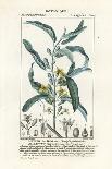 Broad-Leaved Helleborine Orchid, Epipactis Helleborine-Stanghi Stanghi-Giclee Print