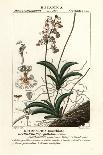 Wild Teasel or Fuller's Teasel, Dipsacus Fullonum-Stanghi Stanghi-Giclee Print