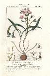 Antifever Fontinalis Moss, Fontinalis Antipyretica-Stanghi Stanghi-Giclee Print