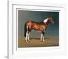 Stanhopes Diddicoy-Susan Crawford-Framed Collectable Print