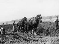 Potato Lifting Using Horses and Plough Near Rickmansworth Hertfordshire-Staniland Pugh-Photographic Print
