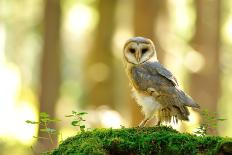 Barn Owl Standing on the Moss-Stanislav Duben-Photographic Print