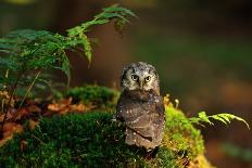 Barn Owl Standing on the Moss-Stanislav Duben-Photographic Print