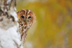 Barn Owl Standing on the Moss-Stanislav Duben-Photographic Print