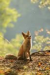 Red Fox Siitng in Backlight during Indian Summer-Stanislav Duben-Framed Photographic Print