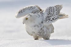 Snowy Owl Flap Wings-Stanislav Duben-Framed Photographic Print