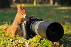 Squirrel as a Photographer with Big Professional Camera-Stanislav Duben-Photographic Print