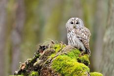 Barn Owl Standing on the Moss-Stanislav Duben-Photographic Print