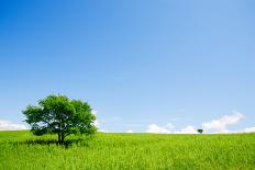 Two Trees in an Open Field-Stanislav Komogorov-Photographic Print