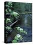 Stanley Brook, Hobblebush, Maine, USA-Jerry & Marcy Monkman-Stretched Canvas