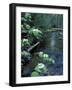 Stanley Brook, Hobblebush, Maine, USA-Jerry & Marcy Monkman-Framed Photographic Print