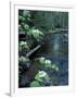 Stanley Brook, Hobblebush, Maine, USA-Jerry & Marcy Monkman-Framed Photographic Print