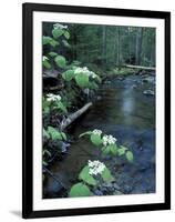 Stanley Brook, Hobblebush, Maine, USA-Jerry & Marcy Monkman-Framed Photographic Print