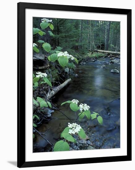 Stanley Brook, Hobblebush, Maine, USA-Jerry & Marcy Monkman-Framed Photographic Print