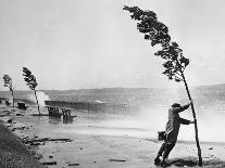 Man Holding onto Tree during Hurricane Carol-Stanley Hall-Photographic Print
