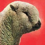 "Lamb,"May 1, 1948-Stanley Johnson-Laminated Giclee Print