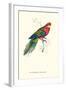 Stanley Parakeet Male - Platycercus Icterotis-Edward Lear-Framed Art Print