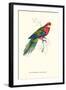 Stanley Parakeet Male - Platycercus Icterotis-Edward Lear-Framed Art Print