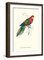 Stanley Parakeet Male - Platycercus Icterotis-Edward Lear-Framed Art Print