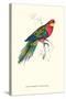 Stanley Parakeet Male - Platycercus Icterotis-Edward Lear-Stretched Canvas