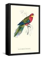 Stanley Parakeet Male - Platycercus Icterotis-Edward Lear-Framed Stretched Canvas