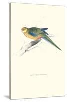 Stanley Parakeet Young Male - Platycercus Icterotis-Edward Lear-Stretched Canvas