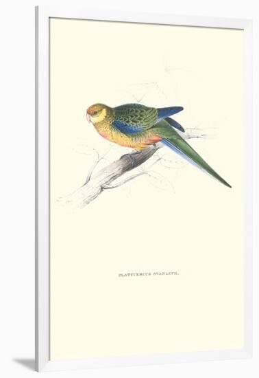 Stanley Parakeet Young Male - Platycercus Icterotis-Edward Lear-Framed Art Print