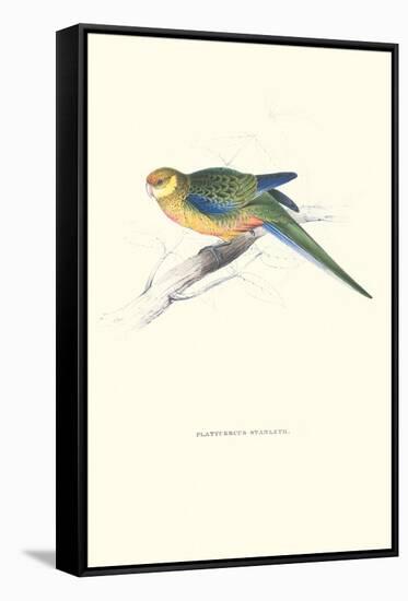 Stanley Parakeet Young Male - Platycercus Icterotis-Edward Lear-Framed Stretched Canvas