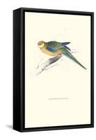 Stanley Parakeet Young Male - Platycercus Icterotis-Edward Lear-Framed Stretched Canvas