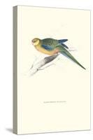Stanley Parakeet Young Male - Platycercus Icterotis-Edward Lear-Stretched Canvas