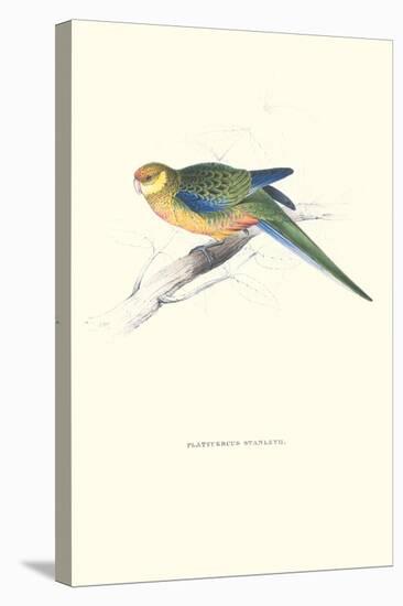 Stanley Parakeet Young Male - Platycercus Icterotis-Edward Lear-Stretched Canvas