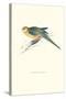 Stanley Parakeet Young Male - Platycercus Icterotis-Edward Lear-Stretched Canvas