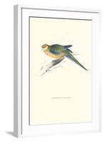 Stanley Parakeet Young Male - Platycercus Icterotis-Edward Lear-Framed Art Print