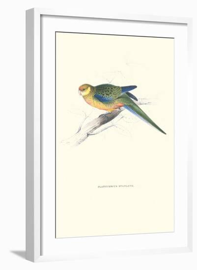 Stanley Parakeet Young Male - Platycercus Icterotis-Edward Lear-Framed Art Print