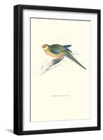 Stanley Parakeet Young Male - Platycercus Icterotis-Edward Lear-Framed Art Print