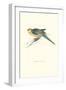 Stanley Parakeet Young Male - Platycercus Icterotis-Edward Lear-Framed Art Print