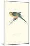 Stanley Parakeet Young Male - Platycercus Icterotis-Edward Lear-Mounted Art Print