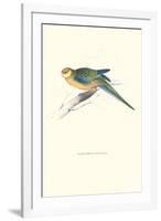 Stanley Parakeet Young Male - Platycercus Icterotis-Edward Lear-Framed Art Print