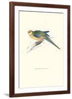 Stanley Parakeet Young Male - Platycercus Icterotis-Edward Lear-Framed Art Print