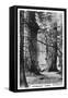 Stanley Park, Vancouver, Canada, C1920S-null-Framed Stretched Canvas