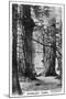 Stanley Park, Vancouver, Canada, C1920S-null-Mounted Giclee Print