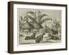 Stanley's Dogs in the Village of Kagehyi-null-Framed Giclee Print