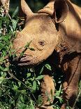 Baby Black Rhinoceros, Africa-Stanley Storm-Framed Photographic Print