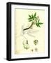 Staphylea Pinnata Common Bladder-Nut-null-Framed Giclee Print