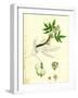 Staphylea Pinnata Common Bladder-Nut-null-Framed Giclee Print