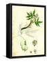 Staphylea Pinnata Common Bladder-Nut-null-Framed Stretched Canvas