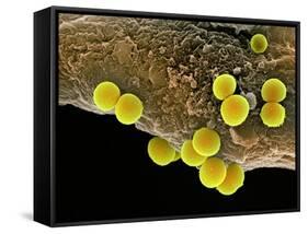 Staphylococcus Aureus Bacteria, SEM-Science Photo Library-Framed Stretched Canvas